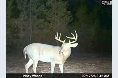 900 Piney Wood Road, Saluda, SC 29138 - Photo 19