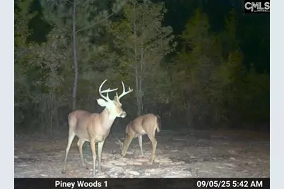 900 Piney Wood Road, Saluda, SC 29138 - Photo 21