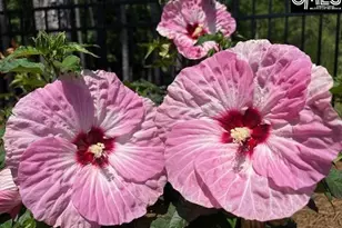 150 Stewart Lndg Dr, Prosperity, SC 29127 - Photo 75