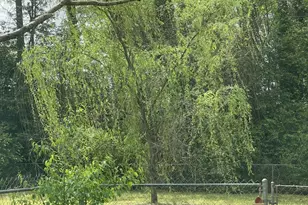 314 Brantley Dr, Hartsville, SC 29550 - Photo 9