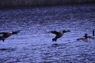 202 Columbia Club Dr E, Blythewood, SC 29016 - Photo 45