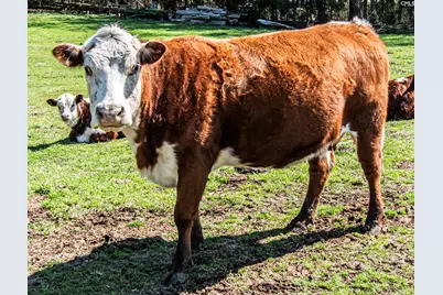 1100 Page Derrick Road, Irmo, SC 29063 - Photo 19