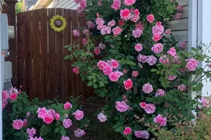 301 Baltica Ln, Irmo, SC 29063 - Photo 23