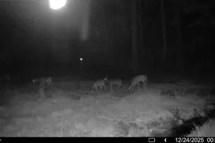 3135 Cox Rd, Sumter, SC 29154 - Photo 51