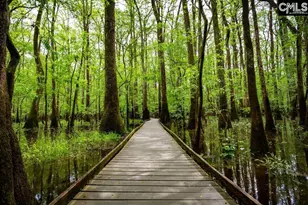 563 Swamp Grass Dr, Columbia, SC 29209 - Photo 43