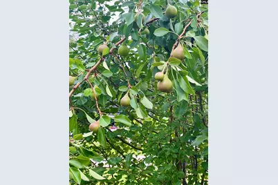 329 Deer Run Road, Elgin, SC 29045 - Photo 37