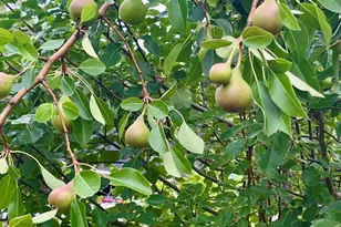 329 Deer Run Rd, Elgin, SC 29045 - Photo 39