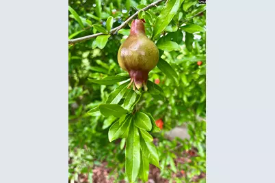 329 Deer Run Road, Elgin, SC 29045 - Photo 39