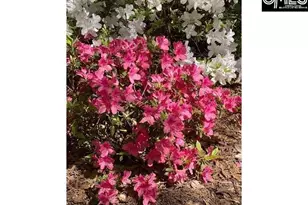 48 Veranda Ln, Blythewood, SC 29016 - Photo 41