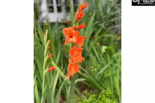 48 Veranda Ln, Blythewood, SC 29016 - Photo 39