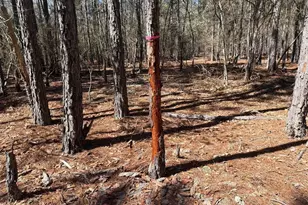 Bhl 10 Boise Cascade Road Bhl 10, Bethune, SC 29009 - Photo 13