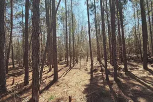 Bhl 10 Boise Cascade Road Bhl 10, Bethune, SC 29009 - Photo 3