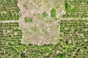 Na Bull Swamp, North, SC 29112 - Photo 25