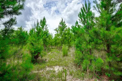 00 Catalina Boulevard, Sandy Run, SC 29160 - Photo 11