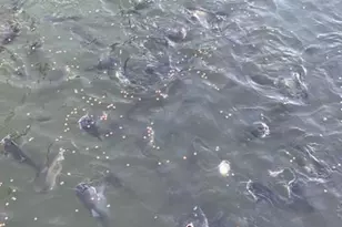 2744 Cr 415 C, Brazoria, TX 77422 - Photo 15