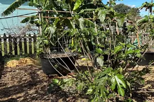 100 Welch Ave, Palacios, TX 77465 - Photo 47