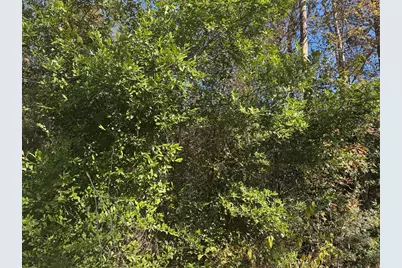 Tbd Lakeview Lane, Shepherd, TX 77371 - Photo 1