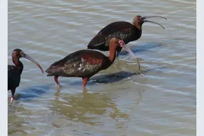 4 Largo, Hitchcock, TX 77563 - Photo 21