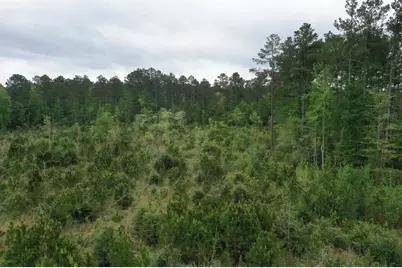 Tract 4 Cr 255, San Augustine, TX 75972 - Photo 3
