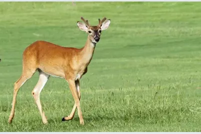 90 Meadowview Drive, Trinity, TX 75862 - Photo 3