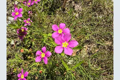 0 Bo Brown Road, Trinity, TX 75862 - Photo 19
