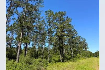 0 Bo Brown Road, Trinity, TX 75862 - Photo 9