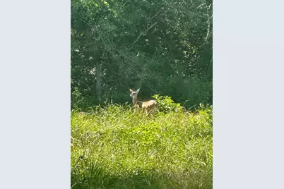 Tract 173 Private Road 1311, Centerville, TX 75833 - Photo 5