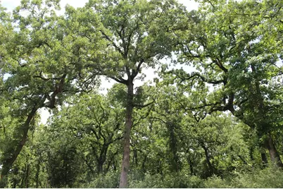 Tract 173 Private Road 1311, Centerville, TX 75833 - Photo 33
