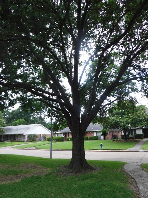 5122 Laurel Creek Way, Houston TX  77017-6103 exterior