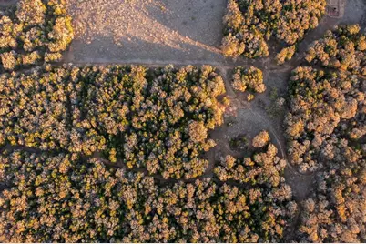 17 Acres - 000 Grassyville Rd, Paige, TX 78659 - Photo 9