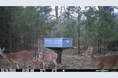 159 Echo Lane, Huntsville, TX 77320 - Photo 19