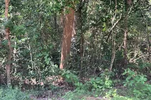 Tbd Tanyard Rd, Conroe, TX 77303 - Photo 1