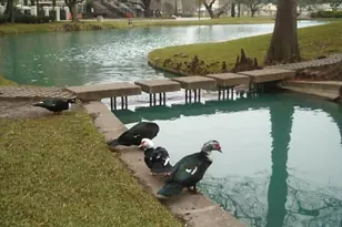 5005 Hidalgo St, Houston, TX 77056 - Photo 41