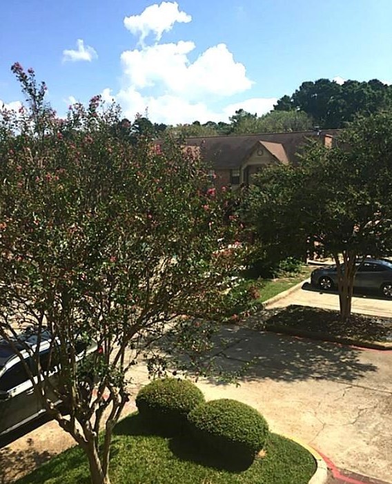 2402 Sycamore Ave, Huntsville TX 77340-6106 exterior