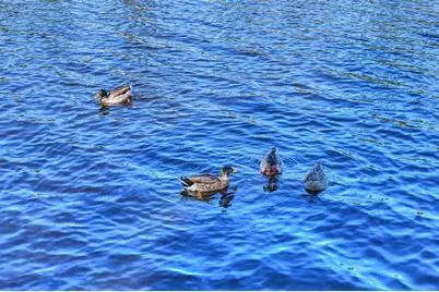 23 Ripple Rush Court, The Woodlands, TX 77381 - Photo 29