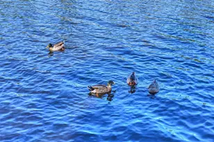 23 Ripple Rush Ct, The Woodlands, TX 77381 - Photo 29