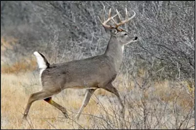 L29 Spreading Oak, Trinity, TX 75862 - Photo 9