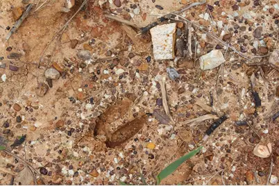 Tr 8 Oak Hill Trail, Kennard, TX 75847 - Photo 5