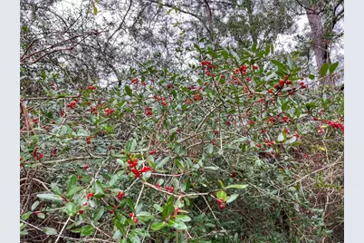 2 Rec Road 255, Colmesneil, TX 75938 - Photo 13