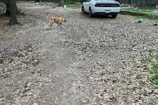 21060 Patricia Ln, New Caney, TX 77357 - Photo 11