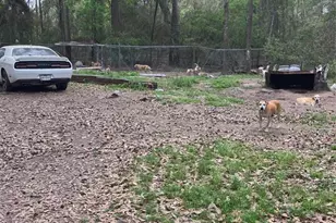 21060 Patricia Ln, New Caney, TX 77357 - Photo 3