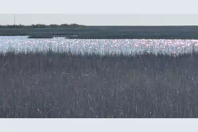 3603 Mitote Drive, Galveston, TX 77554 - Photo 5