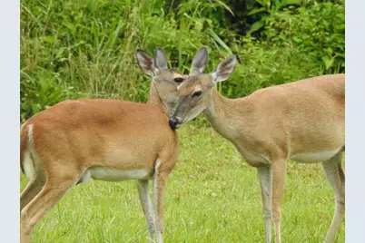 203 Ferguson Drive, Cleveland, TX 77327 - Photo 23