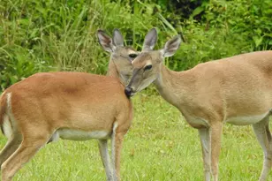 203 Ferguson Dr, Cleveland, TX 77327 - Photo 23