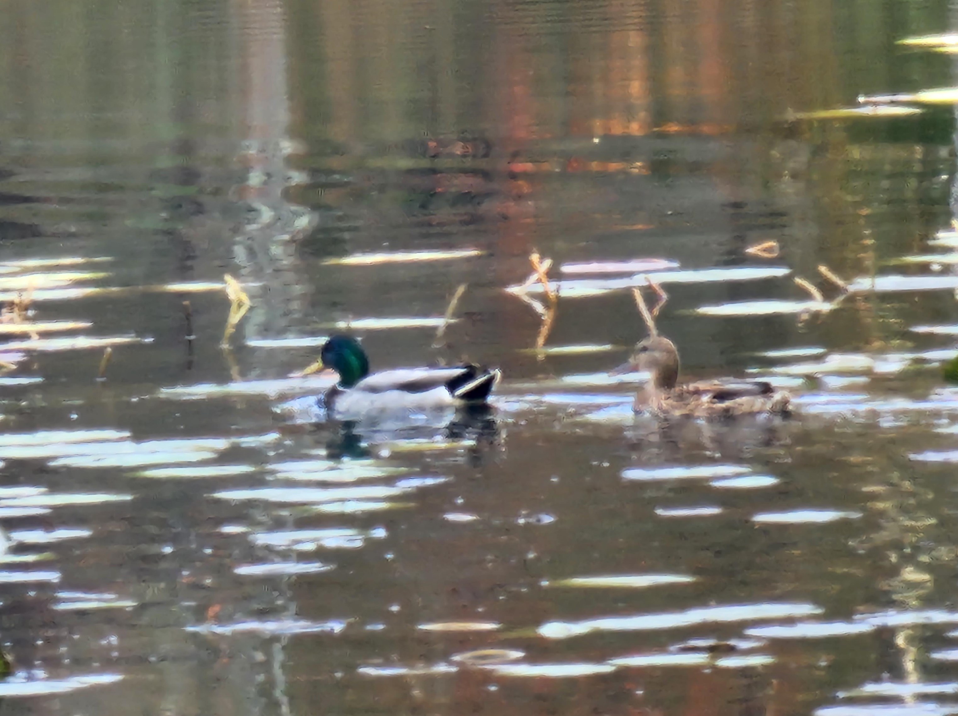 4649 Brown Ave, Manchester NH 03103-6726 exterior