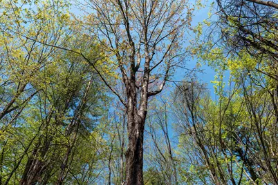 Rowell Drive, Franklin, NH 03235 - Photo 19