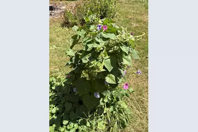 19 Easy Avenue, Albany, NH 03818 - Photo 11