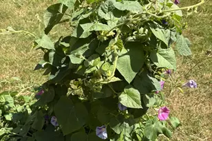 19 Easy Ave, Albany, NH 03818 - Photo 11