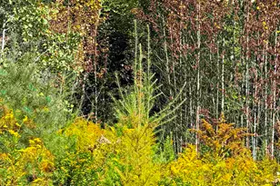 686 Wing Rd, Bethlehem, NH 03574 - Photo 37