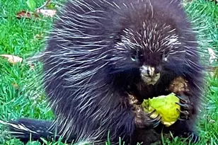 216 North Rd, Candia, NH 03034 - Photo 55